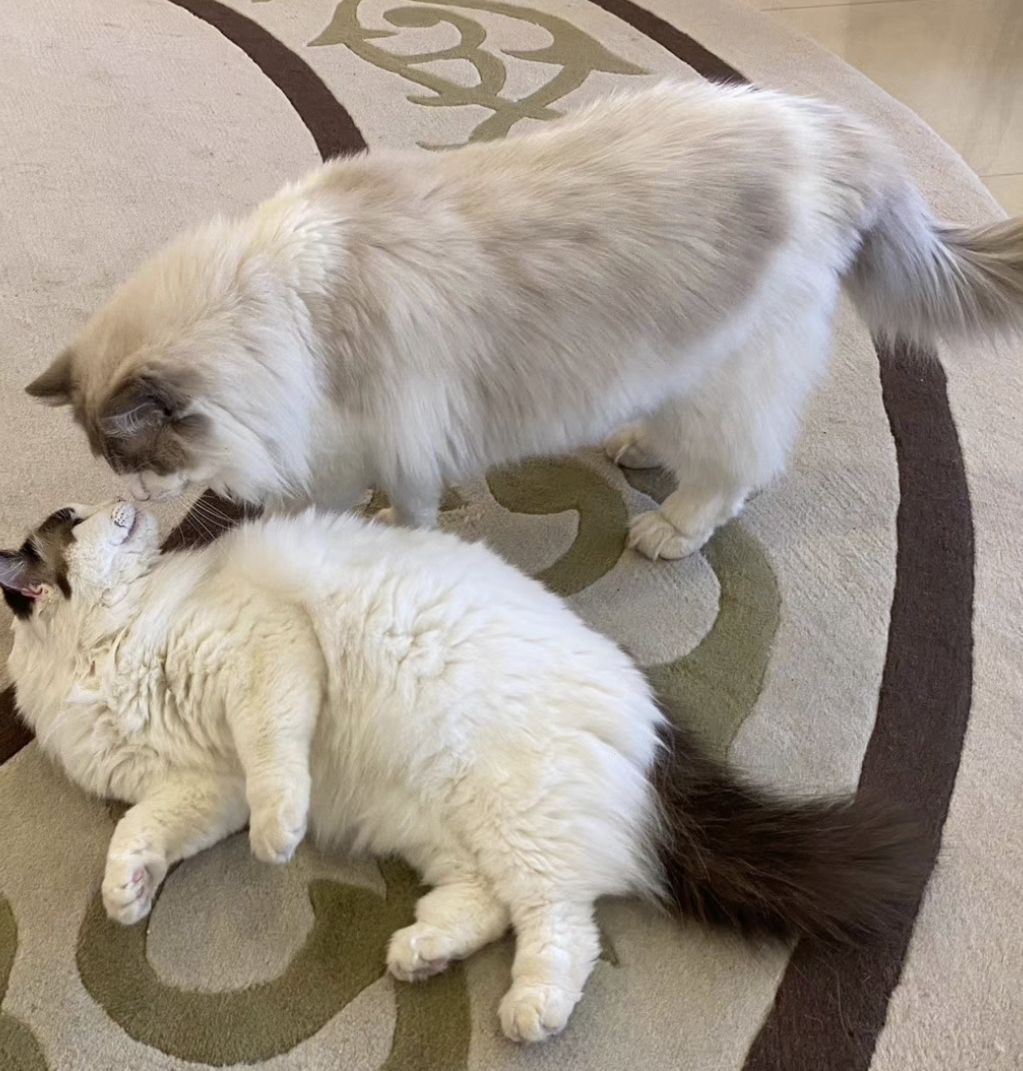 ��˿���Ѻ󱬺�ȫ�Ǽ�