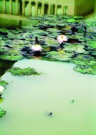 Ե��������